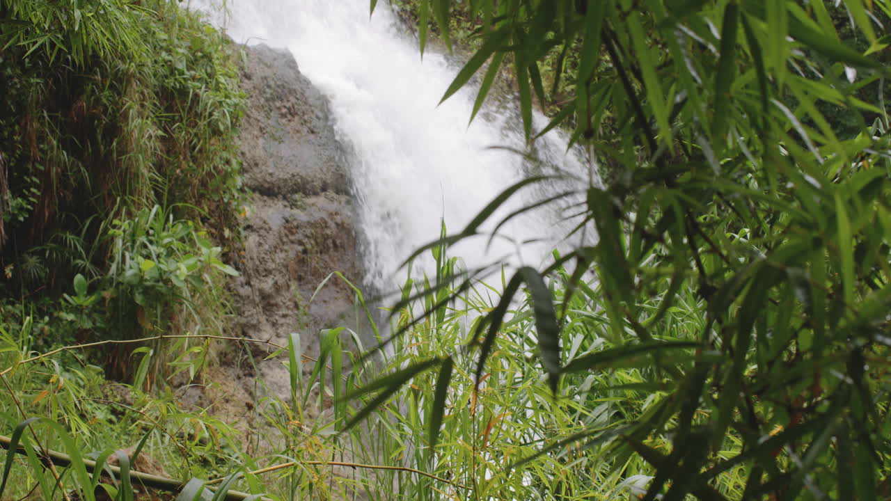 Tanaman Bambu di Hutan Hujan Tropis dengan Aliran Sungai yang Mengalir - Primera Cascada de La planta, Arecibo, Puerto Riko.