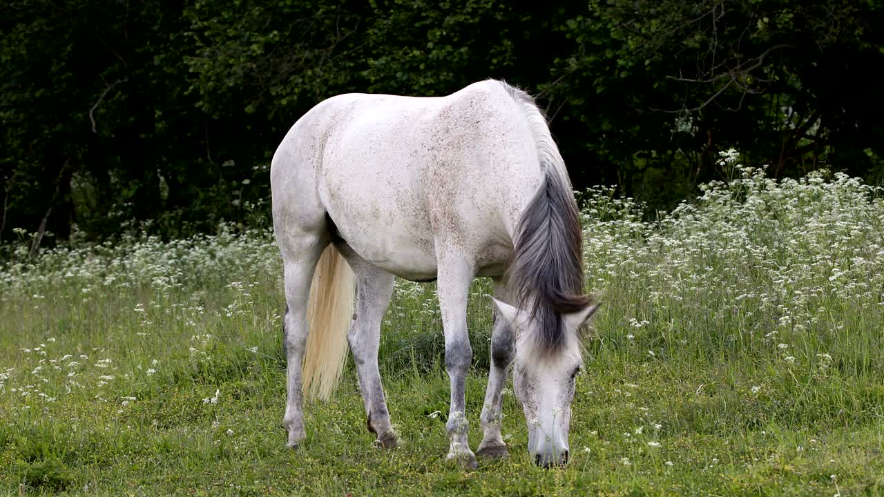 el caballo blanco está pastando en un prado de primavera