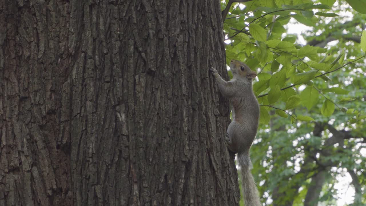 This is a recording of a Squirrel in central park New York