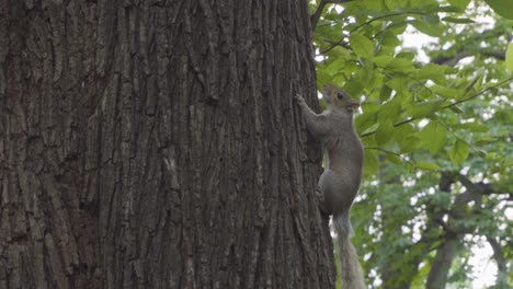 esta es una grabación de una ardilla en central park nueva york