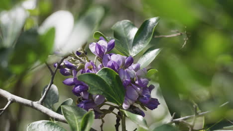Honey bees collect pollen from a purple flower with other insects flying around