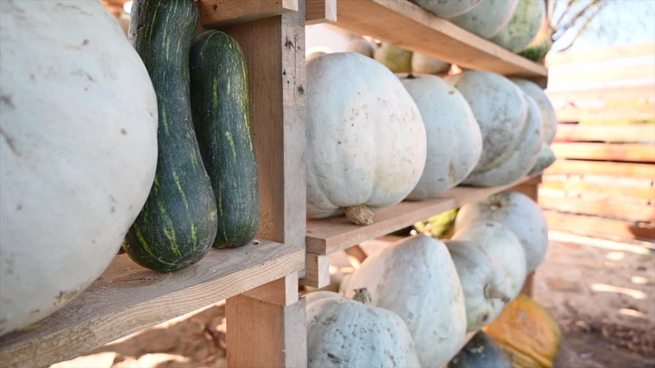 White and green pumpkins at a farm, wooden shelves