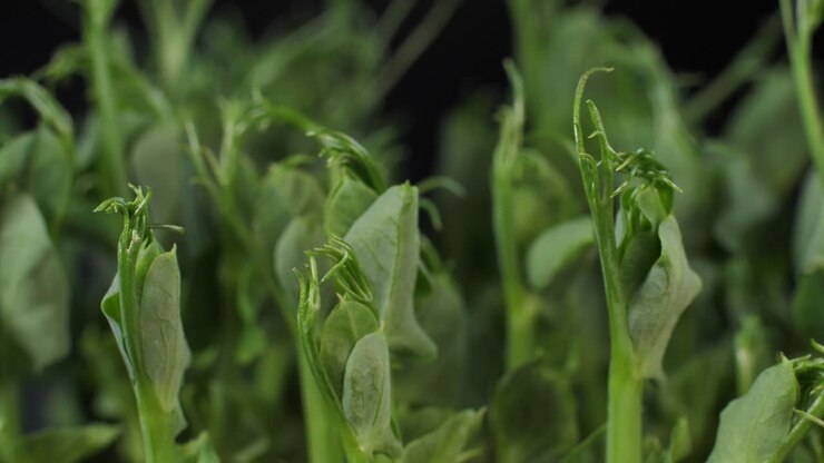 Germination of green peas
