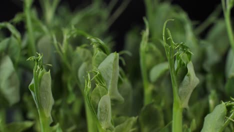 germination of green peas