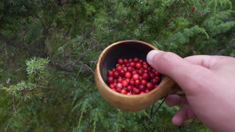 toma manual de manos masculinas adultas sosteniendo bayas de lingon en el bosque durante el día