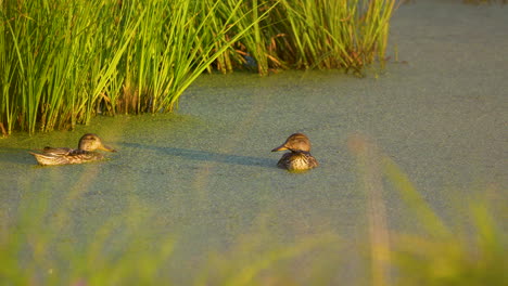 two ducks swim calmly in a marsh near dense reeds, basking in the warm, golden light of the sunset, creating a serene natural scene