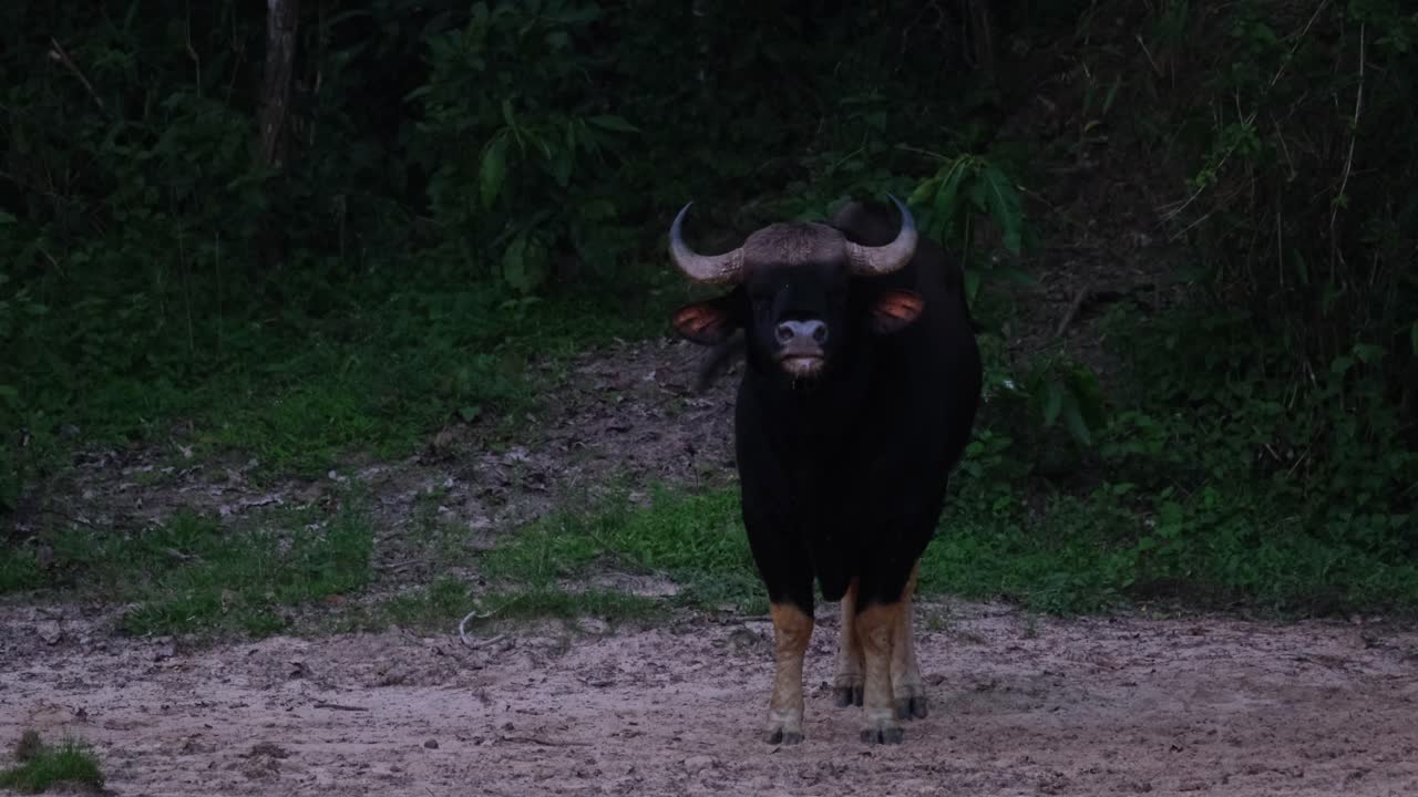 girando su cola mientras mira hacia el lado izquierdo del cuadro, un bisonte indio bos gaurus escupe algo de saliva de su boca mientras se vuelve hacia la derecha, en el parque nacional kaeng krachan en tailandia