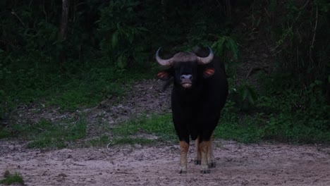 Ein-Indischer-Bison,-Bos-Gaurus,-Wirft-Seinen-Schwanz-Um,-Während-Er-Auf-Die-Linke-Seite-Des-Bildes-Schaut,-Und-Spuckt-Etwas-Speichel-Aus-Seinem-Maul-Aus,-Während-Er-Sich-Wieder-Nach-Rechts-Dreht,-Im-Nationalpark-Kaeng-Krachan-In-Thailand