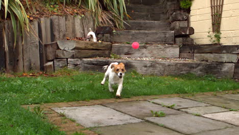 dog running down steps and chasing a ball in the garden