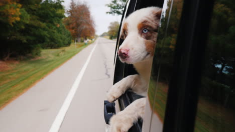 white and brown dog looks out car window