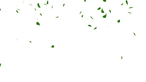 hojas verdes explosión aisladas en blanco, con mate, bucle.