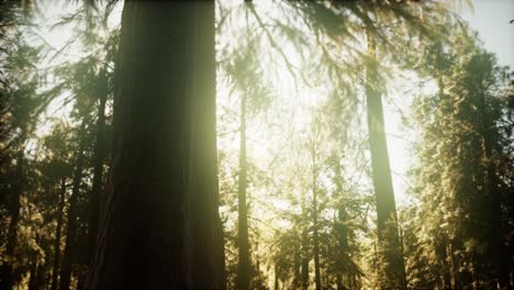 Hiperlapso-En-El-Bosque-De-Secuoyas-Desde-El-Amanecer