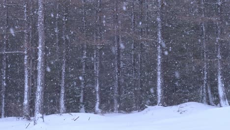 beautiful scenic shot of winter scene in a magical snowy pine forest