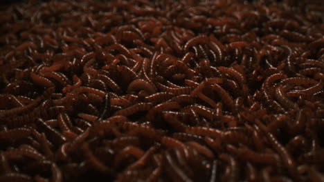 mealworms in larval stage creeping. macro shot, dolly-out