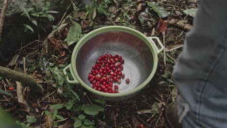 coffee cherry harvest