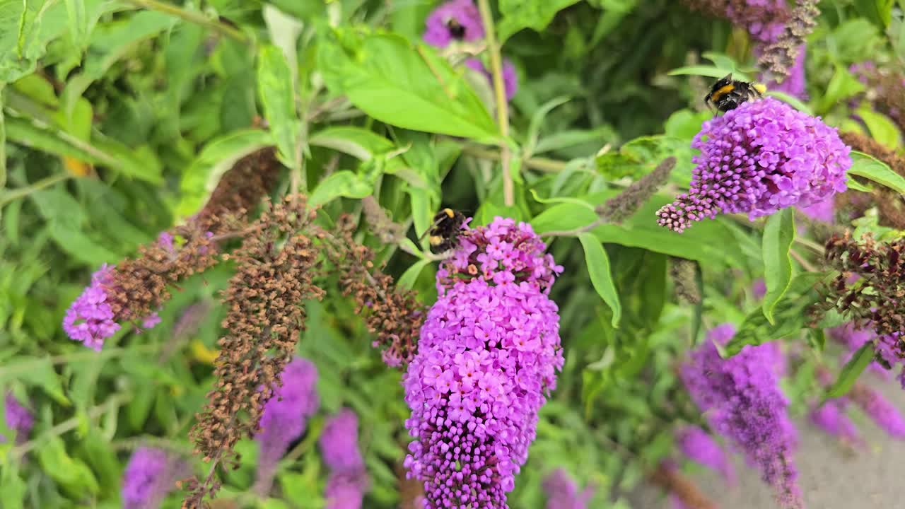 Bees and bumblebees on purple butterfly bush (Buddleja davidii) in slow motion