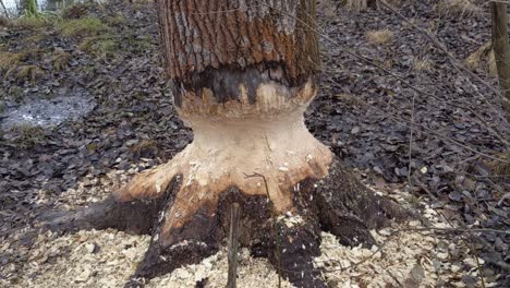 tree was eaten by beavers in the forest