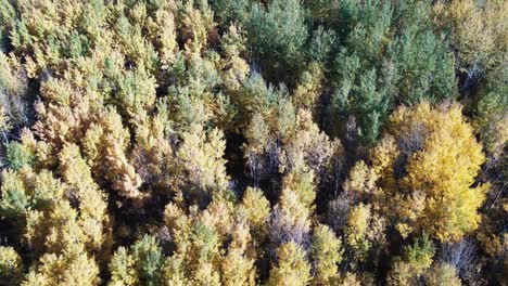 Hermosa-Foto-Cenital-De-árboles-De-Colores-Vibrantes-En-El-Otoño-En-Alberta,-Canadá