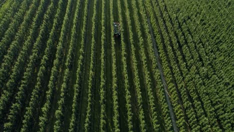 vista aérea del huerto de manzanas y los agricultores recogiendo manzanas