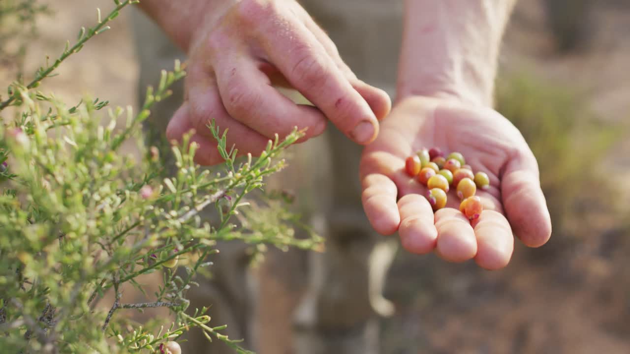 야생에서 열매를 모으는 백인 남성 생존주의자의 손