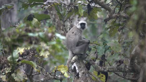 un langur gris sentado en un árbol en el parque nacional chitwan en nepal