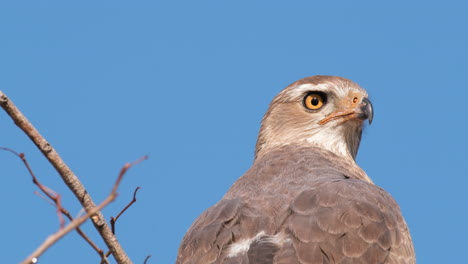 Close-Up-Of-Eagle-On-Tree-Looking-Around-And-Hunting-Prey-In-Africa