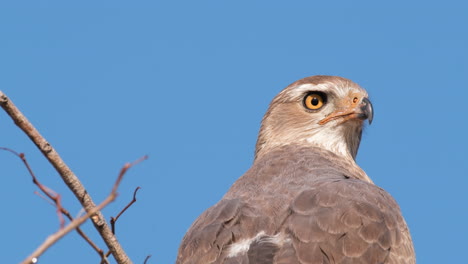 close up of eagle on tree looking around and hunting prey in africa