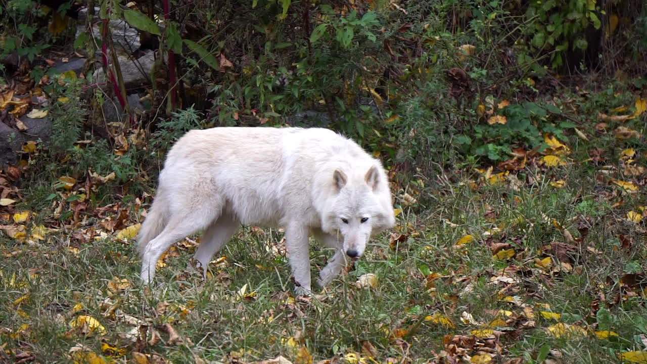 Southern Rocky Mountain Gray Wolf walks past cave entrance and licks her chops