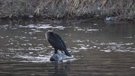 cormorant drying wings and taking off from water