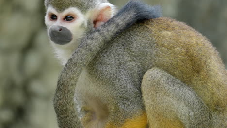 saimiri or squirrel monkey jumps up in slow motion - close-up side view