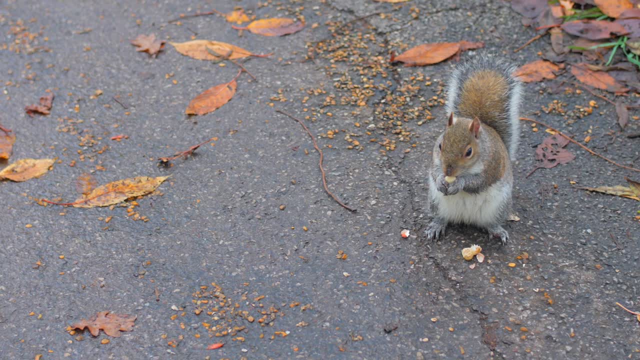 Eastern Gray Squirrel Feeding On The Ground With Pigeons Walking Around During Autumn