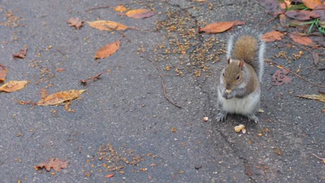 ardilla gris oriental alimentándose en el suelo con palomas caminando durante el otoño