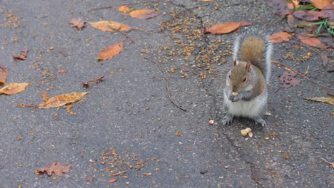 eastern gray squirrel feeding on the ground with pigeons walking around during autumn