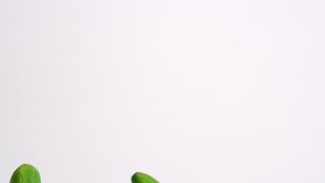 Whole-mini-Persian-cucumbers-raining-down-on-white-backdrop-and-bouncing-back-into-frame-in-slow-motion