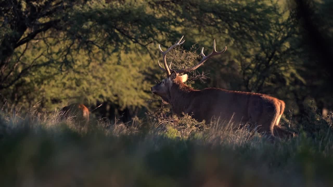 prepárense para ser arrastrados por la impresionante vista de un deslumbrante ciervo rojo saliendo del bosque, haciendo alarde de su majestuoso caballo en épica cámara lenta