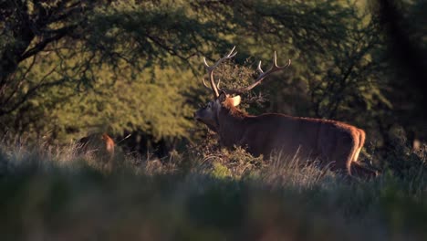 prepare to be swept away by the breathtaking sight of a dazzling red deer strutting out of the woods, flaunting his majestic steed in epic slow motion