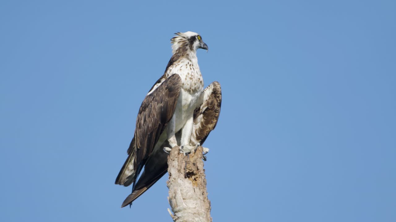 An osprey stands tall on a bare tree stump, surveying the landscape under a clear blue sky