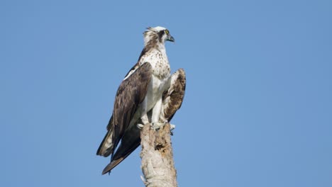 an osprey stands tall on a bare tree stump, surveying the landscape under a clear blue sky