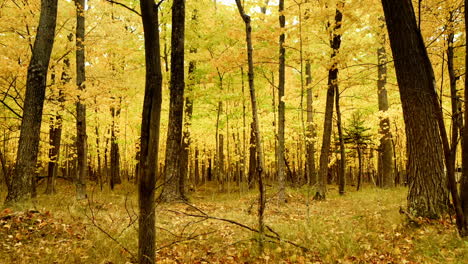drone shot looking down on large deciduous forest in full autumn color