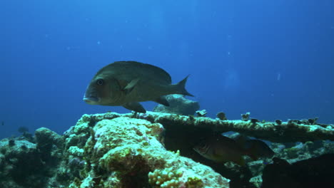 Ein-Wunderschöner-Fisch,-Der-Friedlich-über-Einem-Korallenplateau-Schwimmt-Und-Sich-Bewegt-Und-Dabei-Die-Kamera-überprüft