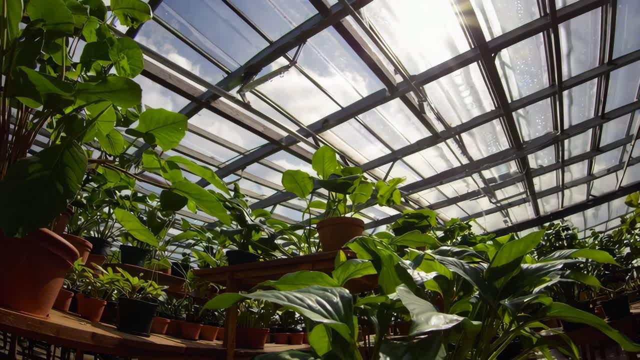 Greenhouse Interior with Various Plants