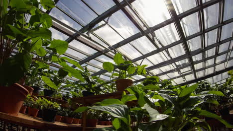 greenhouse interior with various plants