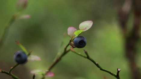 really close close up of a blueberry on a small branch in a forest with shallow depth of field