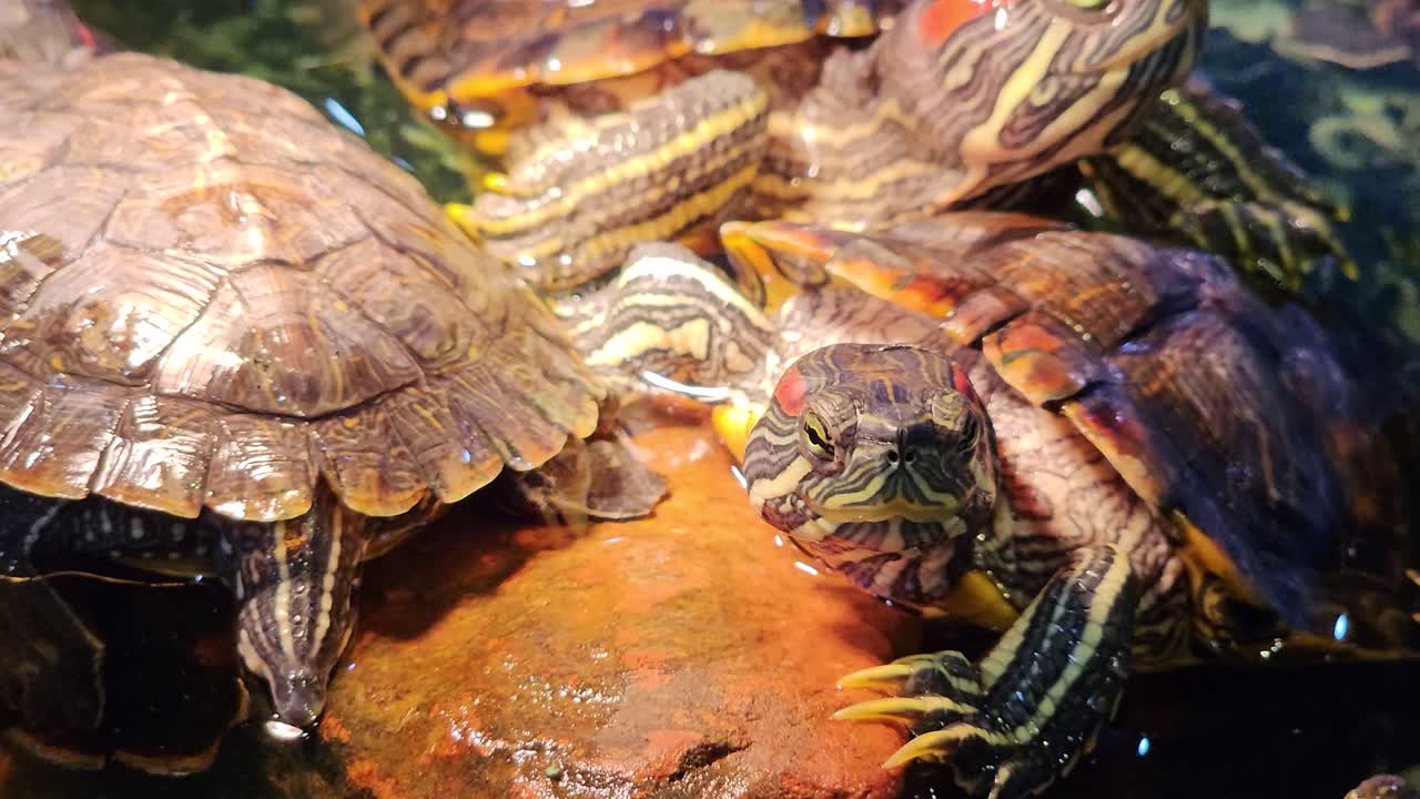 Group of Red-eared slider turtles Crawling on each other - Close-up