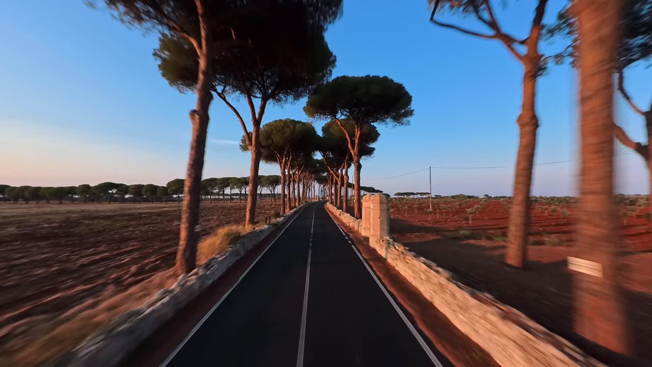 Ripresa cinematografica con drone FPV che sorvola una strada fiancheggiata da pini nel Salento. La luce dell'ora d'oro crea una scena meravigliosa e dinamica, Italia