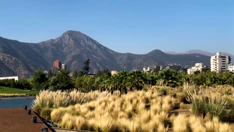 meadow in parque bicentenario, santiago, chile