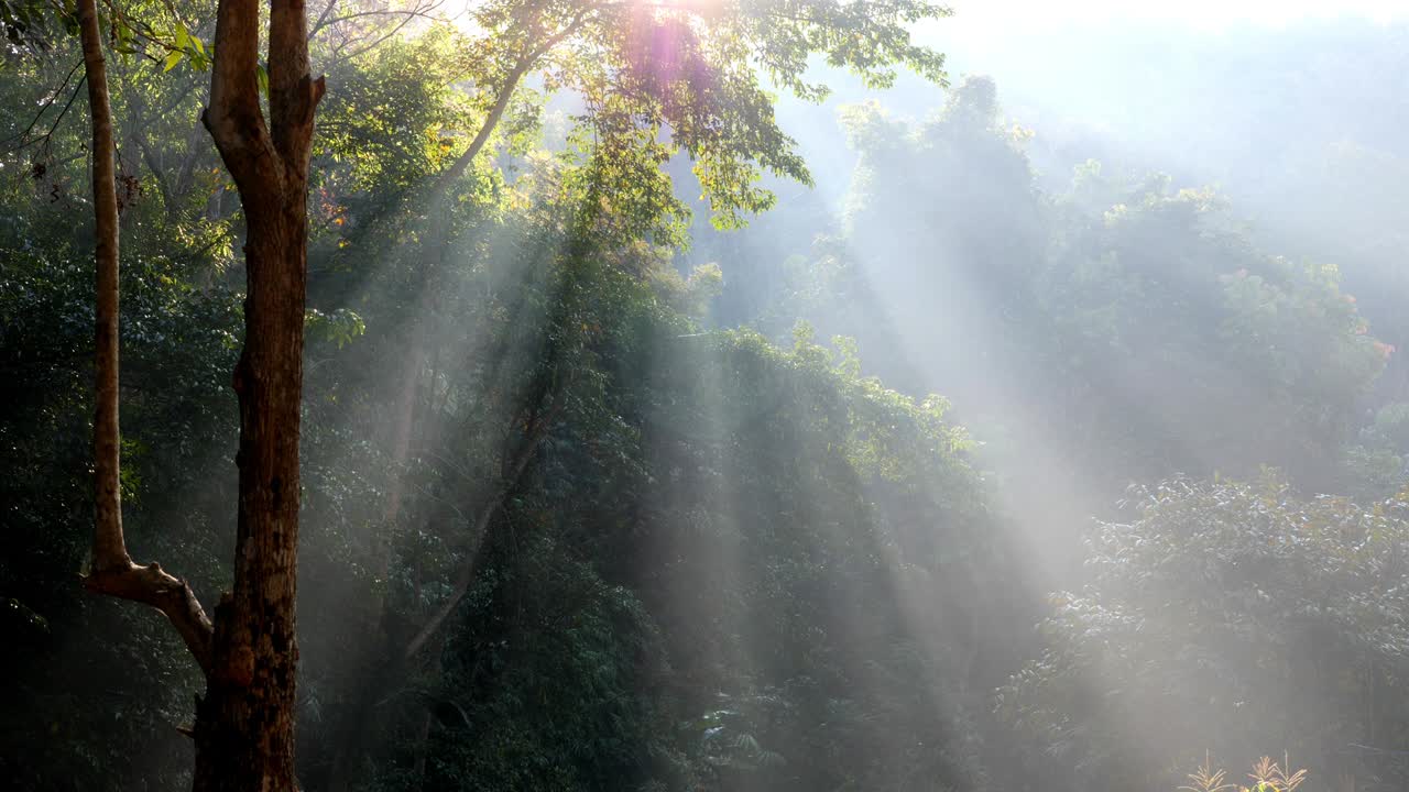 해가 뜨면 숲 속의 안개