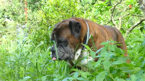 german boxer dog eating grass