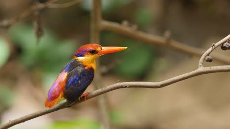 Female-Oriental-Dwarf-Kingfisher-calls,-males-comes-and-attempts-to-mate-with-is-rejected-in-Jungles-of-Western-Ghats-of-India