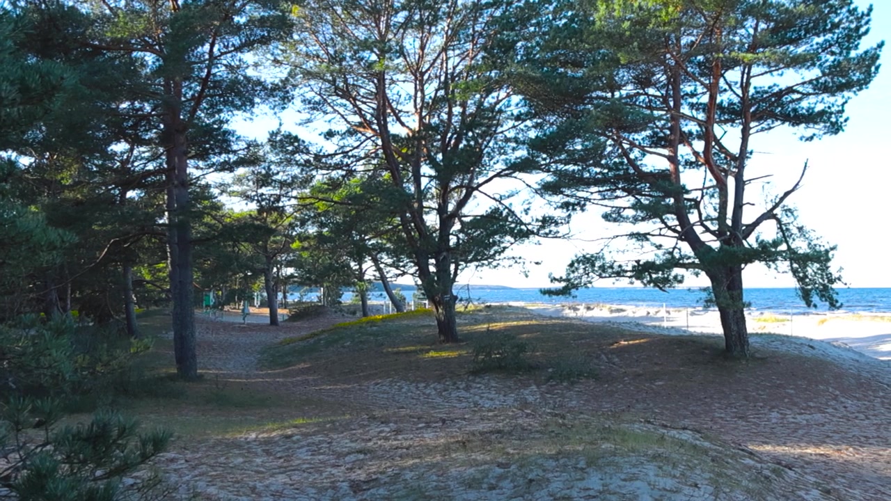 Una soleggiata pineta sulla spiaggia piena di vecchi e alti pini sotto il sole, mentre l'acqua blu dell'oceano si muove sullo sfondo con schiuma bianca e il cielo blu è visibile tra gli alberi. Sabbia della spiaggia nella foresta